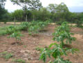 Unsere neue Papayaplantage