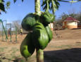 Die Papaya trägt schon Früchte